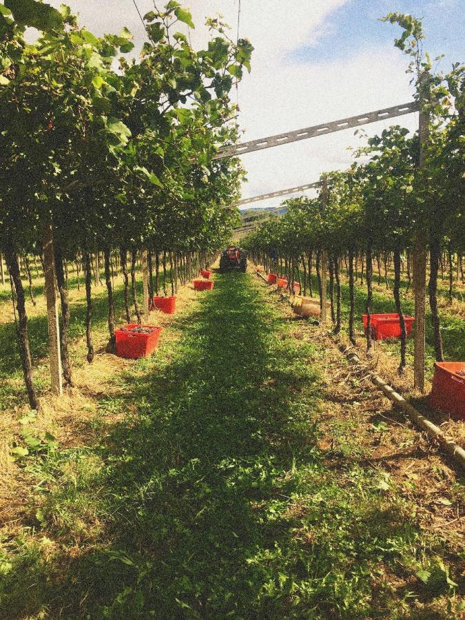 Rivoli Veronese Agriturismo Ca' Cristane מראה חיצוני תמונה