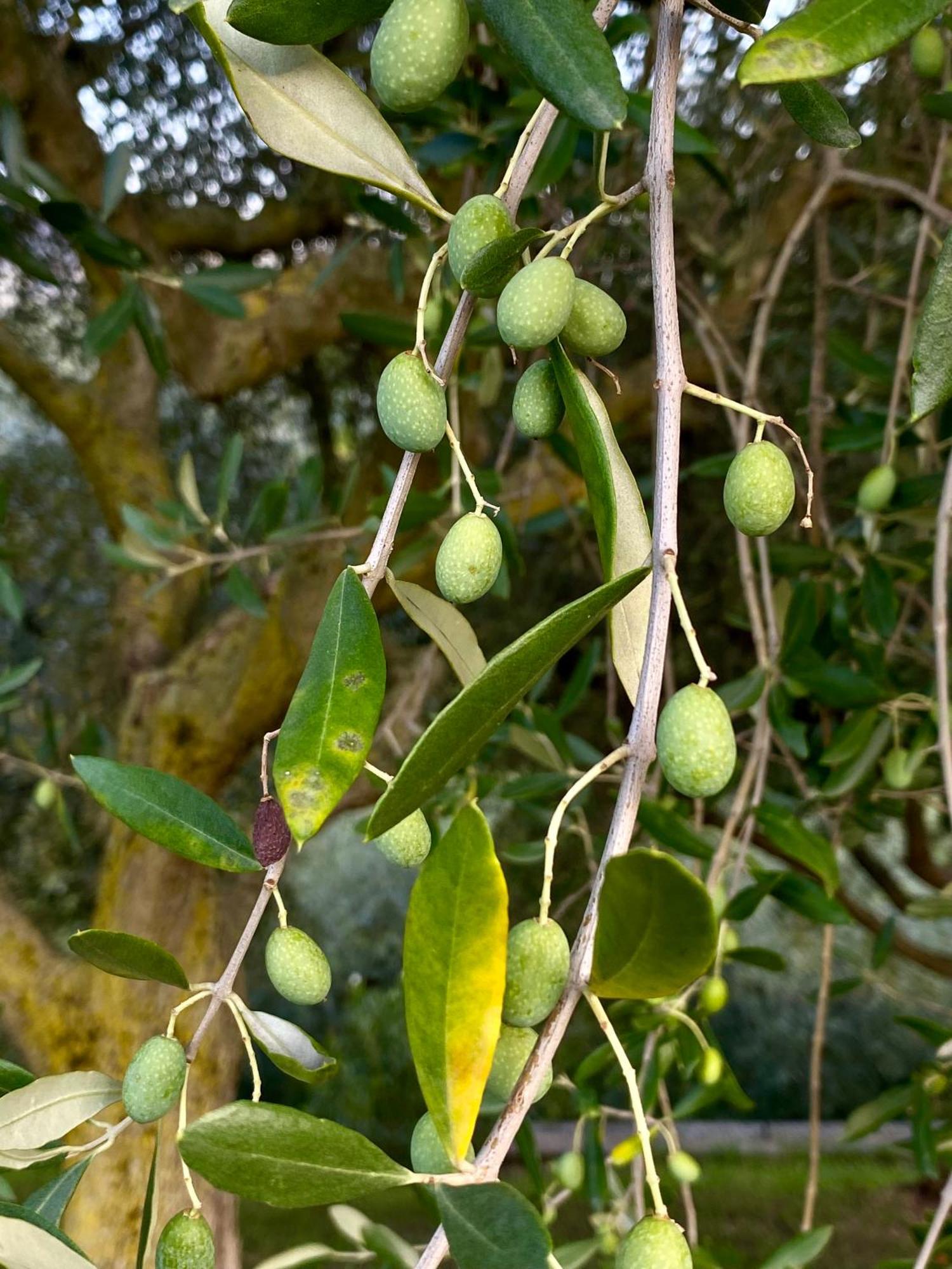 Rivoli Veronese Agriturismo Ca' Cristane מראה חיצוני תמונה
